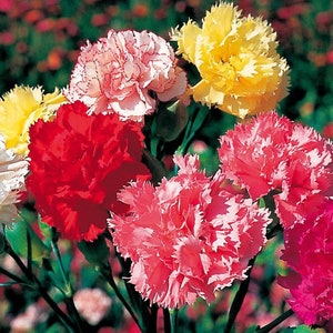 Oeillets en mélange - Dianthus caryophyllus grenadine red