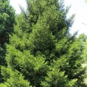 Peut inclure: Un grand arbre à feuilles persistantes vert avec un feuillage dense. L'arbre pousse dans un jardin.