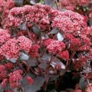 30+ Sedum Kaiser Welle Samen-Sedum Telephium-Neu und schwer zu finden Sedum Sukkulenten- Extrem schöne Sedum --C070