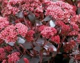 Plus de 30 graines de sedum Emperor's Wave - Sedum Telephium - Sedum succulentes nouvelles et difficiles à trouver - Extrêmement belle Sedum -- C070