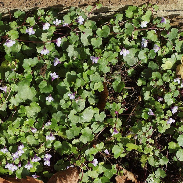 100+ Kenilworth Ivy Flower Seeds-Cymbalaria Muralis-B245-Ivy-Leaved Toadflax- Coliseum Ivy- Self sowing high spreading Perennial!