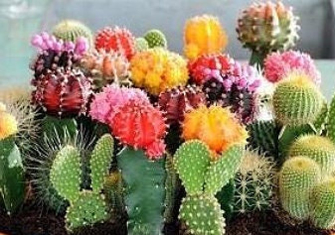 30 graines assortiment de cactus