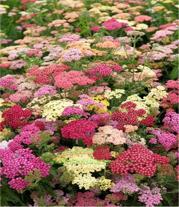 50 Mix Yarrow Pastel Flower Seeds Summer Pastel Greatly Etsy Canada