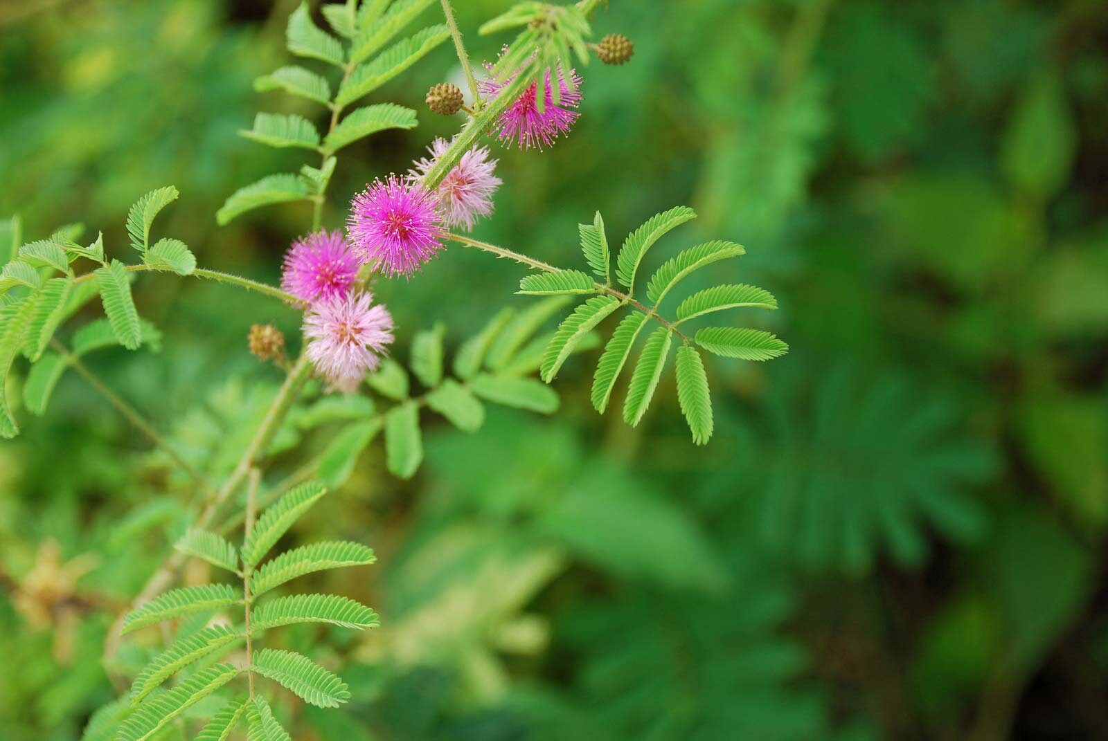 25 Sensitive Plant Seeds Touch Me Not Mimosa Etsy 日本