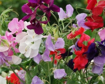 30+ Royal Sweet Pea Mix Flower Seed-Lathyrus Odoratus-B220-Royal Family Mix-Beautiful Vining plant-Excellent for Bouquet-Seductive Fragrance