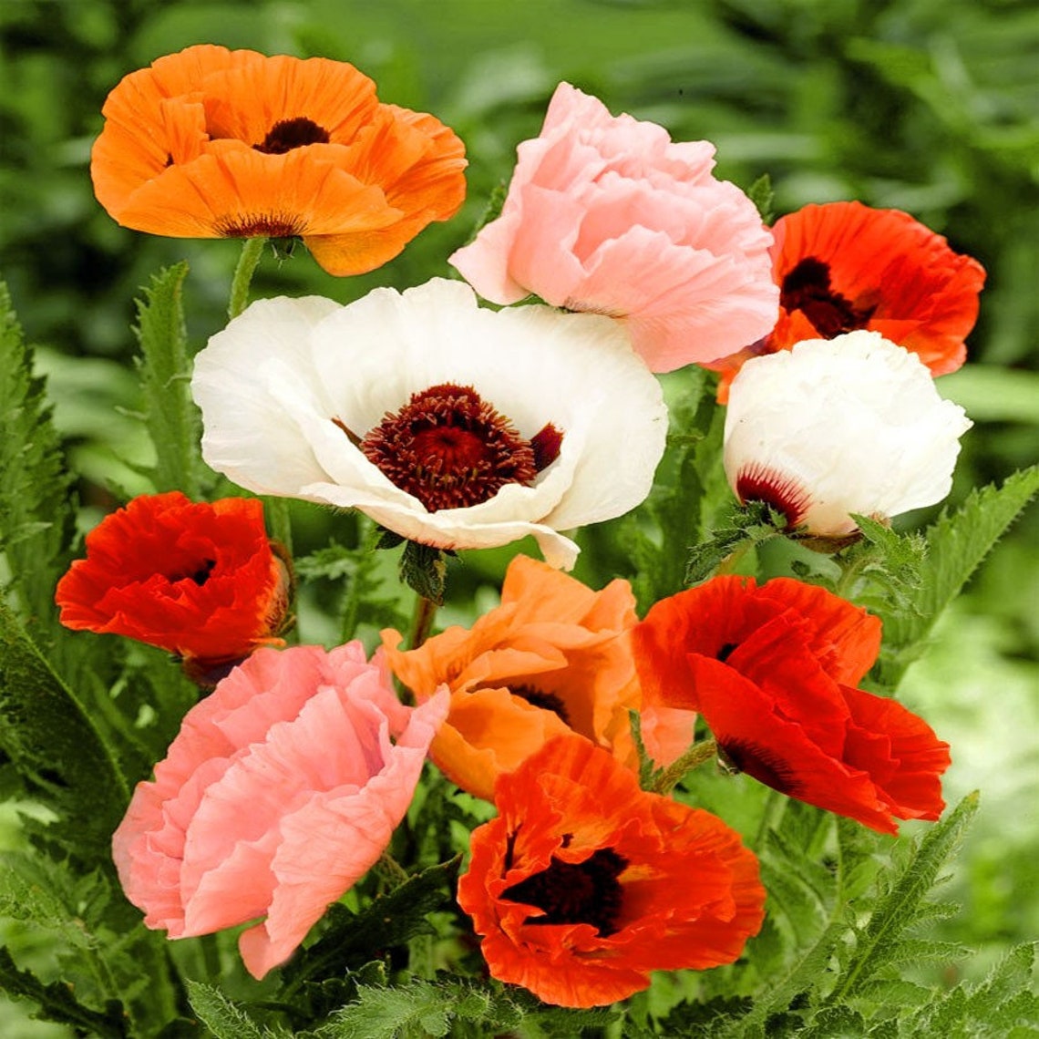 100 Oriental Mix Poppy Flower Seedscolorful and Beautiful Etsy Canada