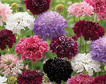 50+ Scabiosa Pincushion Imperial Giant Mix Flower Seeds-Beautiful Annual SCABIOSA ATROPURPUREA----B159