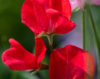 30+ Royal Scarlet Sweet Pea Flower Seed-Lathyrus Odoratus-B650-Royal Family-Beautiful Vining plant-Excellent for Bouquet-Seductive Fragrance