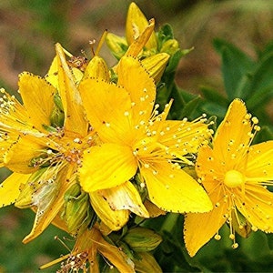 May include: Close-up of yellow St. John's Wort flowers in bloom. The flowers have five petals and are clustered together on a green stem.