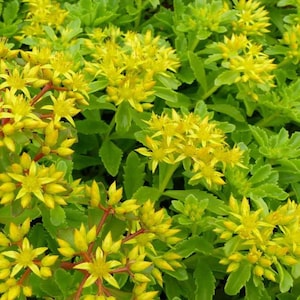 50+ Samen- Sedum Kamtschaticum Samen-C080-Russische Fetthenne- Semi Evergreen Mehrjährige Bodendecker