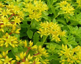 Más de 50 semillas- Sedum Kamtschaticum Seeds-C080-Russian Stonecrop- Cobertura vegetal semiperenne perenne