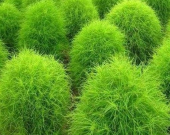 Puede incluir: Primer plano de un campo de plantas redondas, esponjosas y de color verde brillante. Las plantas son todas del mismo tamaño y forma, y crecen en un grupo denso.