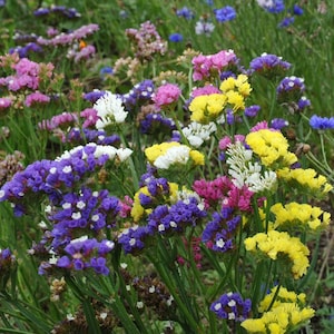 May include: A field of colorful statice flowers in shades of purple, blue, white, yellow, and pink. The flowers are in bloom and have a delicate, feathery texture.