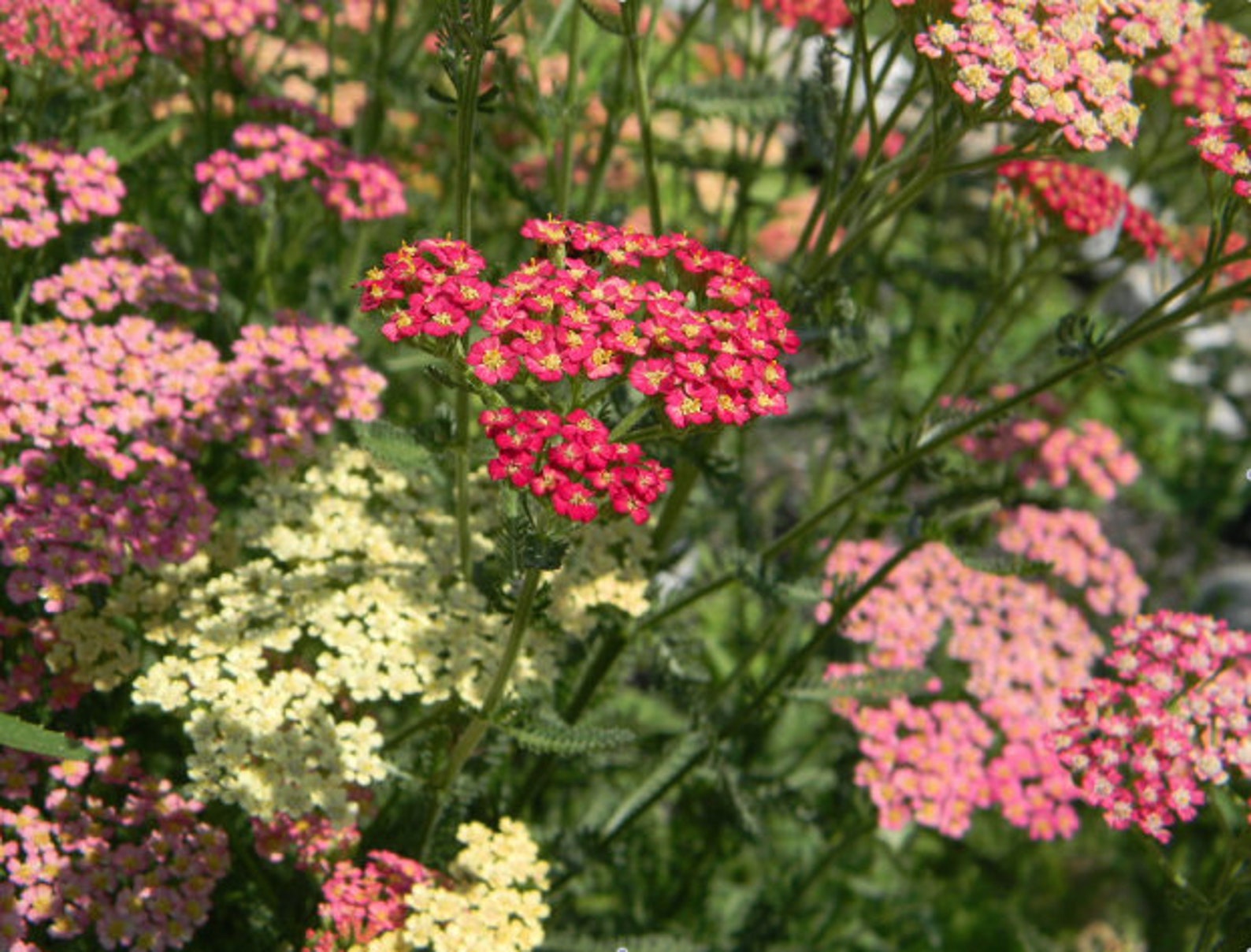 50 Mix Yarrow Pastel Flower Seeds Summer Pastel Greatly Etsy Canada