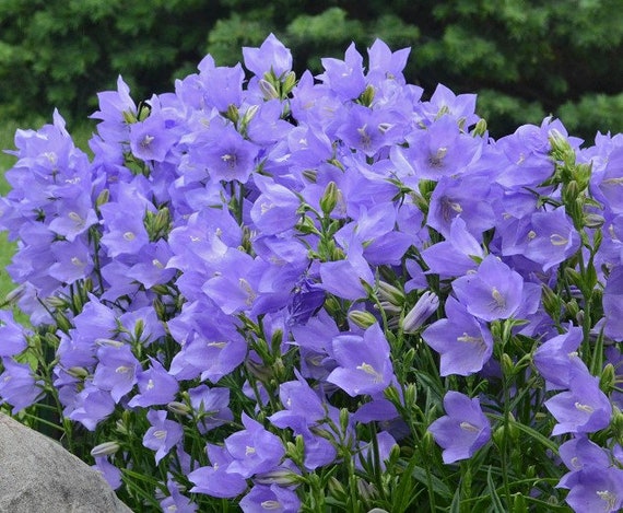 100 Peach Leaved Bellflower Seeds Campanula Persicifolia blue