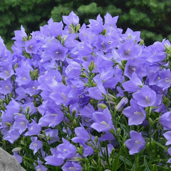 100+ Pfirsichblättrige Glockenblumensamen- Campanula Persicifolia-Blue Flower---B130
