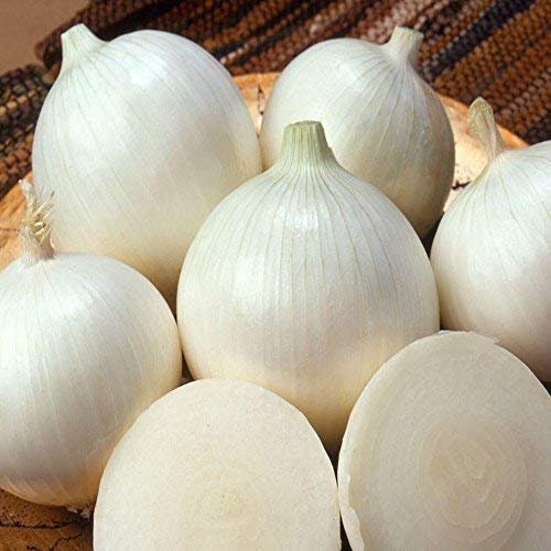50 Organic White Onion alibaba Seeds ALLIUM | Etsy India