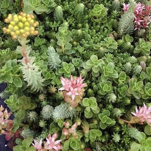 100+ schöne Sedum Dachgarten-Mischung Sukkulentensamen - C087- Trockenheitsresistente, wartungsarme Abdeckung für ausgezeichnete mehrjährige Sukkulentenmischung