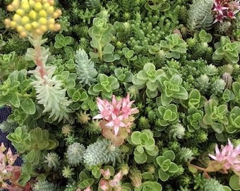Plus de 100 belles graines succulentes de mélange de jardin sur les toits de sedum - C087 - Revêtement résistant à la sécheresse nécessitant peu d'entretien - Excellent mélange de plantes succulentes vivaces
