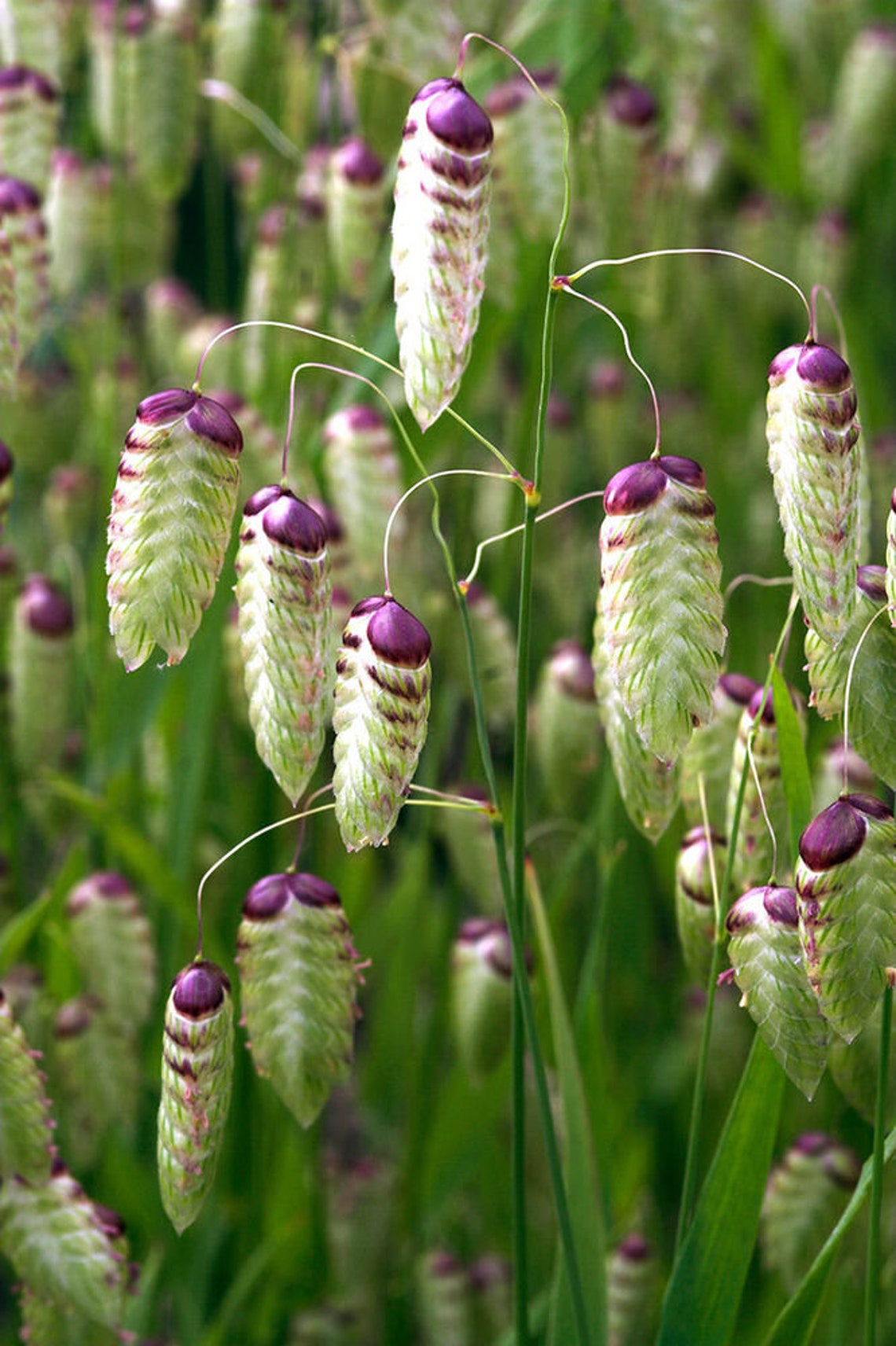 50 Quaking Grass Seeds Rattlesnake Grassbriza Maximashell Etsy Canada