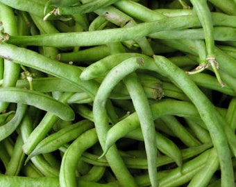 40+ nasion fasoli Blue Lake Pole Bean - nasiona fasoli bezstrunowej - Phaseolus Vulgaris - odmiana Heirloom - nasiona zapylane otwarcie - A121