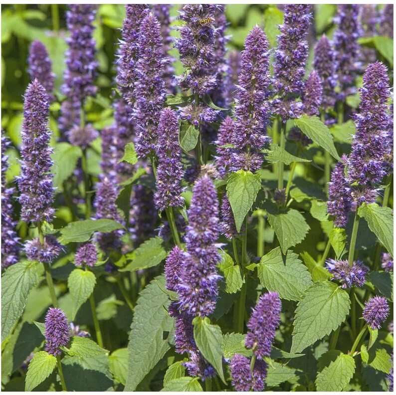 50 Licorice Mint Herb Seeds Anise Hyssopagastache Etsy Canada