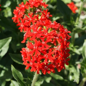 100 Maltese Cross Flower Seed-Lychnis Chalcedonica-Jerusalem Cross-Dusky Salmon-Excellent Perennial-Magnet for Butterflies/Hummingbird-B447 image 1