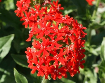 200 個以上のマルタ十字花種子 - リクニス カルセドニカ - エルサレム