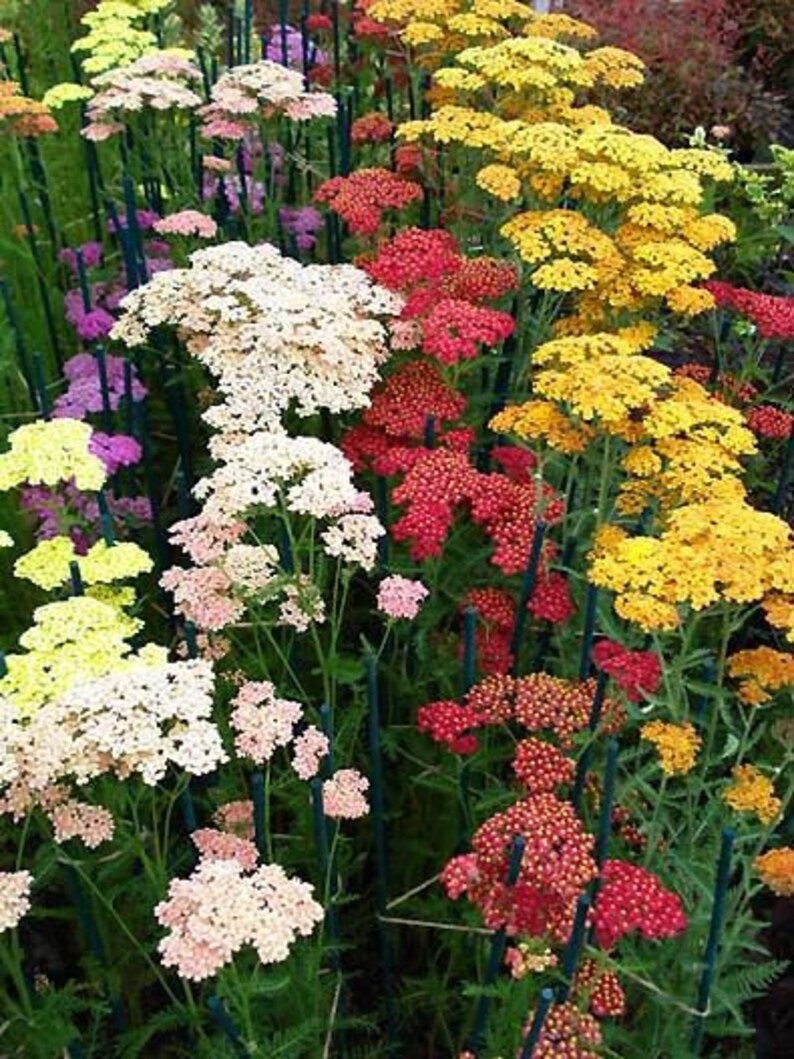 50 Mix Yarrow Pastel Flower Seeds Summer Pastel Greatly Etsy Canada