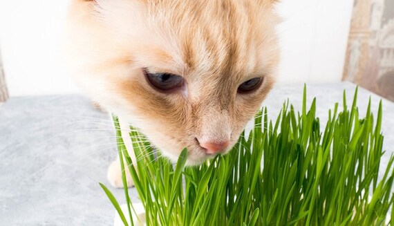 Plus De 100 Graines Dherbe A Chat Biologiques Votre Chat Etsy Canada