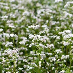 Plus de 200 graines de sarrasin pour culture de couverture - Fagopyrum Esculentum-G075 - Utile pour les abeilles à pollinisation libre annuelles - Excellent engrais vert