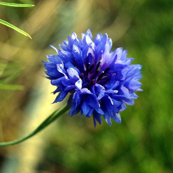100+ Centaurea Blue Cornflower Seeds-Blue Bachelor's Button-Centaurea Cyanus-Blue Boy-Attracts Beneficial Hoover flies-Medicinal Annual-B615