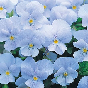 50+ ljusblå penséfrön - Viola Wittrockiana - B204 - Kristallljusblå - Söt tvåårig