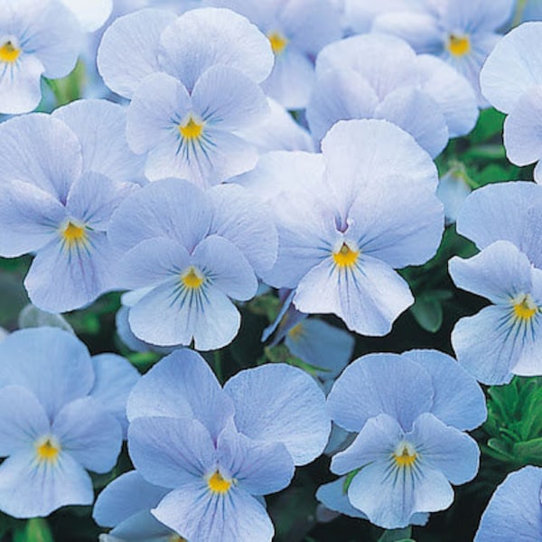 50+ Light Blue Pansy Swiss Flower Seeds- - Viola Wittrockiana-B204-Crystal Light Blue-Sweet Biennial
