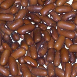 30 Organic Burpee Stringless Garden Green Bean Seeds Phaseolus Vulgaris Heirloom VarietyA084 image 4
