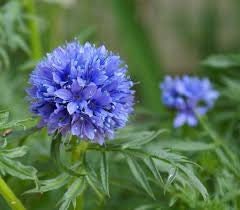 200 個以上のギリア カピタタ花種子 - クイーン アンズ シンブルズ