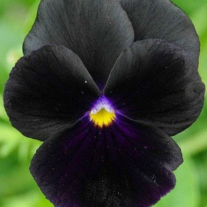 30 Black Pansy Flower Seeds Black Clear Crystals Viola Pansy Flower Black Devil Pansy VIOLA WITTROCKIANAB126 image 3