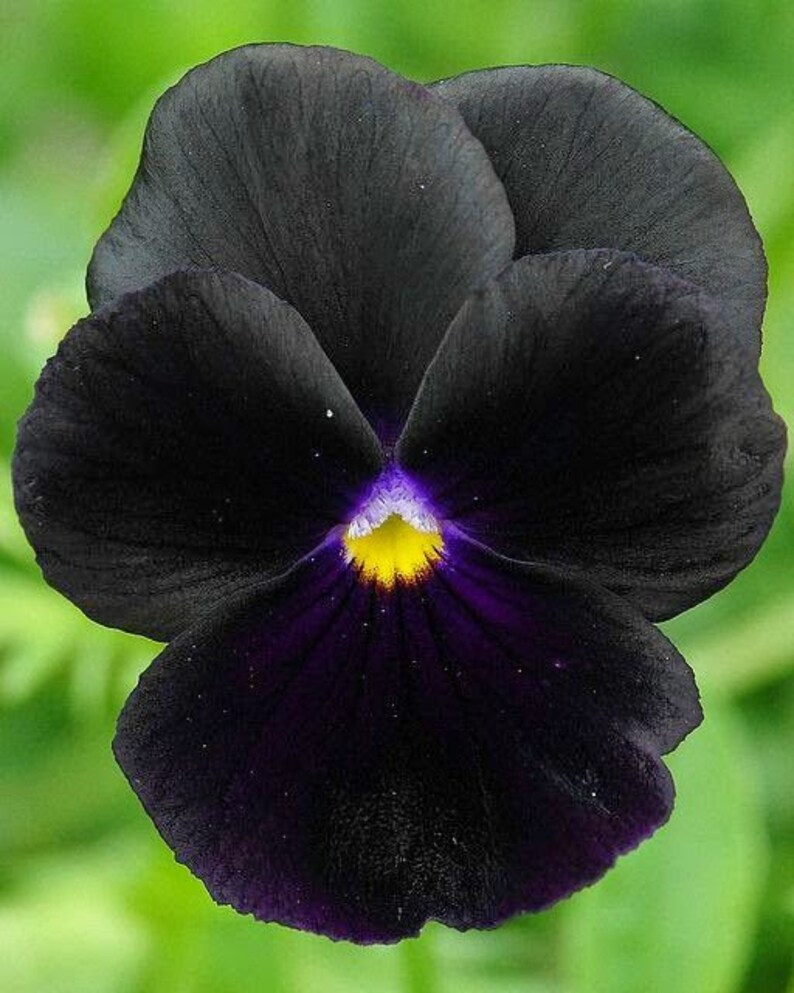 30 Black Pansy Flower Seeds Black Clear Crystals Viola Pansy Flower Black Devil Pansy VIOLA WITTROCKIANAB126 image 3