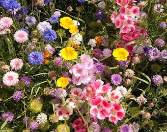 Miscela Di Semi Di Fiori Selvatici E Erbe Perenni – Prato Fiorito 1,2 Kg, Resistente Al Gelo, Adatto A Giardini E Aree Verdi
