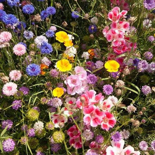 200+ Wildflower Butterfly Blend  Seed Mixture-B266- Annual, Perennial and Biennial Mix-Attracts Beautiful Butterflies to your Garden!