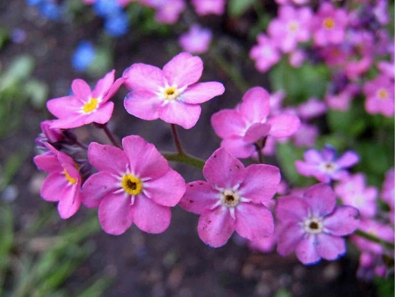 50 Alpine Forget Me Not Pink Flower Seeds Myosotis Etsy Canada 50 Alpine Forget Me Not Pink Flower Seeds Myosotis Etsy Canada