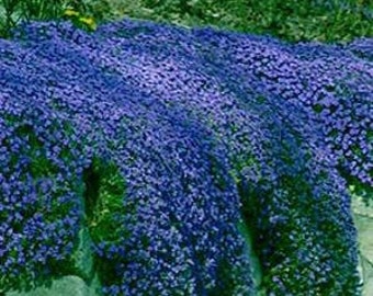 100 Pcs Blue Rockcress Cascading Seeds-Mat forming Perennial Ground Cover-AUBRIETA HYBRIDA SUPERBISSIMA--B191