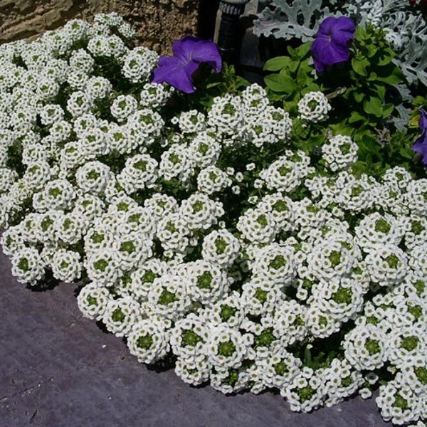 200+ Alyssum Tapijt van Sneeuwbloem Zaden- Mooi wit -Lobularia Maritima Bloem--B311