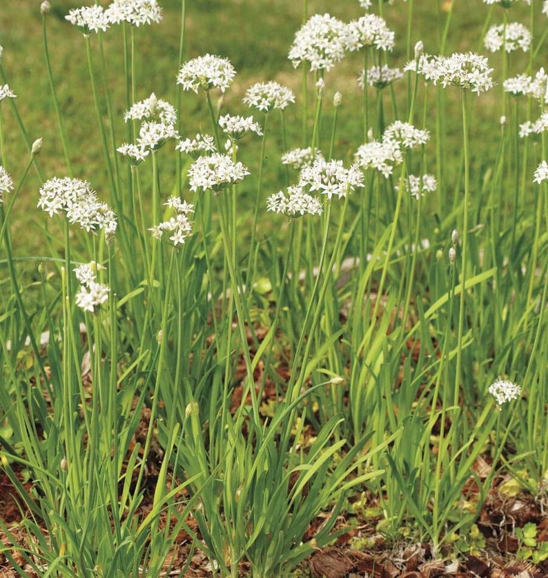 50 Garlic Chives Seeds-Allium Tuberosum-Excellent Culinary Herb-G082-Powerful flavour image 3
