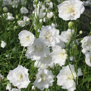 May include: A cluster of white bell-shaped flowers with green stems and leaves. The flowers are in full bloom and have a delicate, elegant appearance.
