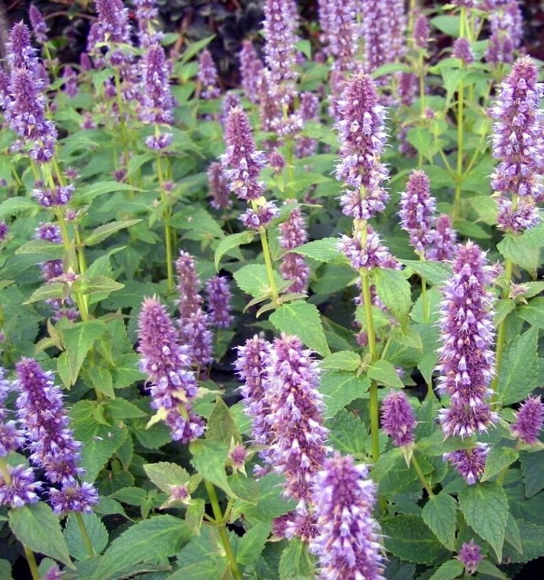 50 Licorice Mint Herb Seeds Anise Hyssopagastache Etsy Canada