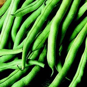 30 Organic Burpee Stringless Garden Green Bean Seeds Phaseolus Vulgaris Heirloom VarietyA084 image 2