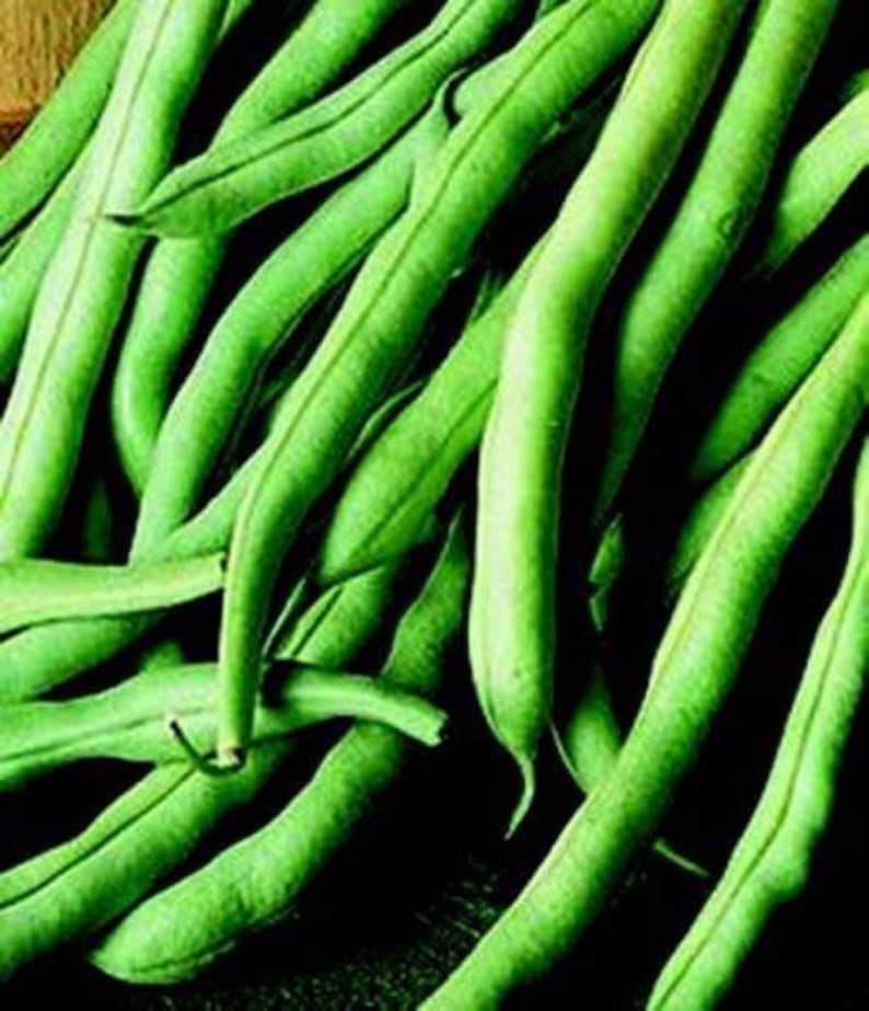 30 Organic Burpee Stringless Garden Green Bean Seeds Phaseolus Vulgaris Heirloom VarietyA084 image 2