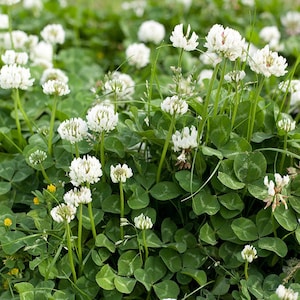 Puede incluir: Un primer plano de un parche de trébol blanco con hojas verdes. El trébol está en flor, con pequeñas flores blancas.