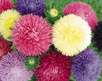100+ Aster Powderpuff Mix Flower Seeds- Callistephus Chinenesis---B312